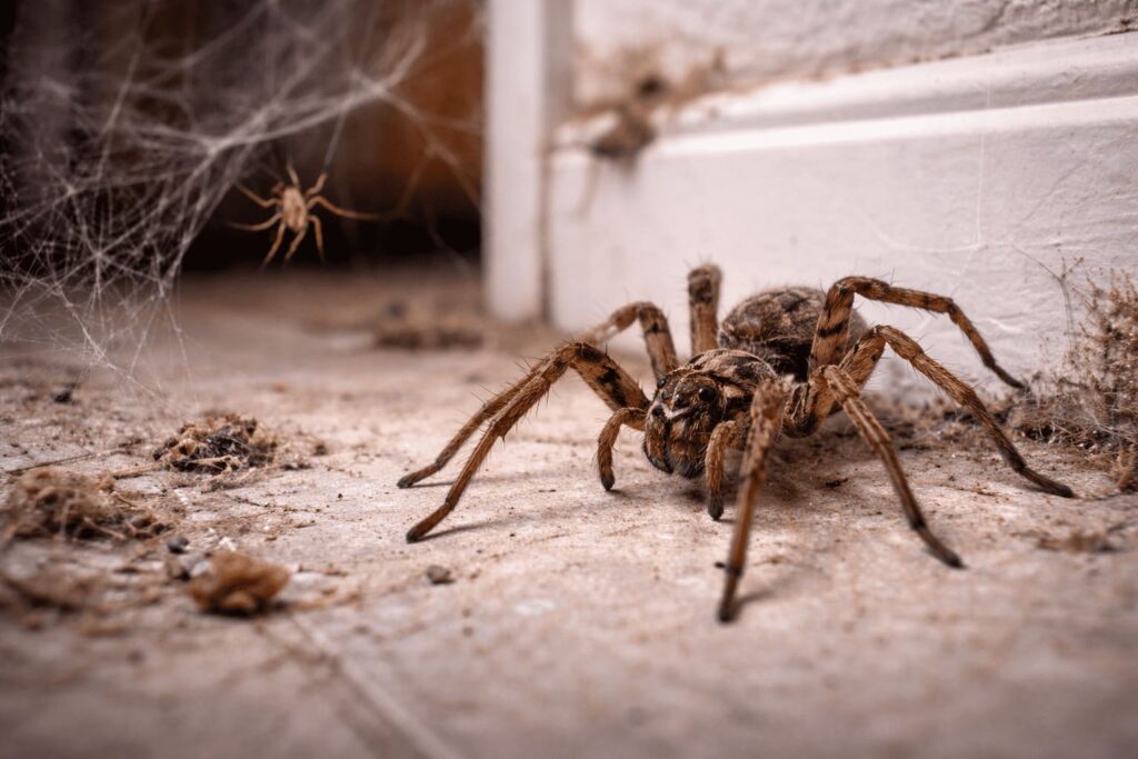 spiders in home